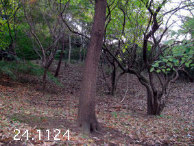 ̐24.11.24