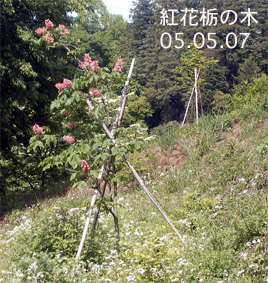 05.05.07紅花栃の木