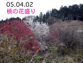 05.04.02桃畑