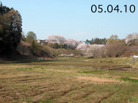 05.04.10桜の満開