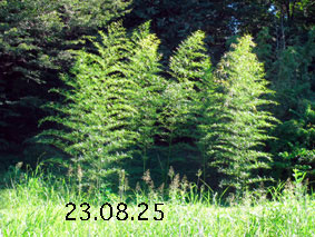 |1|23.8.25