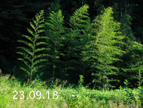 |1|23.9.18