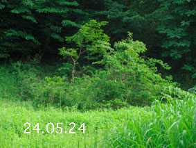 |1|24.5.24