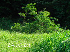 |1|24.5.29