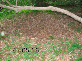 ͔n25.5.16