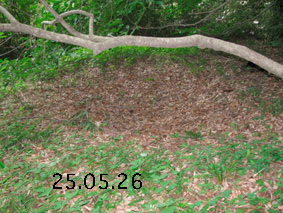 ͔n25.5.26